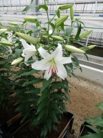 [5269 Siberia JWL No01.JPG]